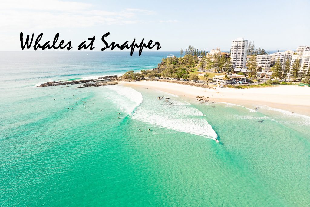 Snapper Rocks Whales Youtube