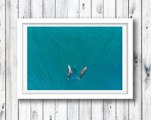 Three play whales in the waters of Byron Bay.