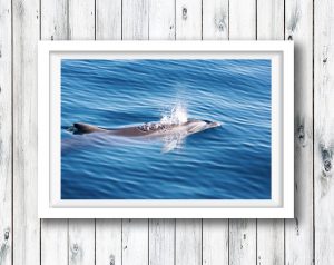 A dolphin breaches on a perfect day on the water, Gold Coast.