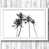 Palm Trees - Main Beach.