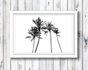 Palm Trees - Main Beach.