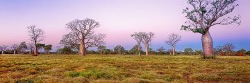 With their own personalities, the magnificent Boab tree’s that inhabit the kimberely region of North Western Australia, can live for thousands of years and reach circumferences of over 25 meters.