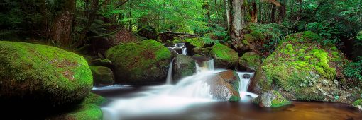 A forest stream meanders down the valley, amongst mossy boulders and lush forest.