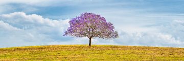 Lone Jacaranda Tree