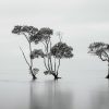 Trees stand tall in waters near Brisbane.
