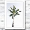 Palm Tree, Gold Coast