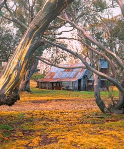 Used for many years as a shelter from the unpredictable alpine weather, Wallace Hut has stood since 1889 amongst the magnificent snow gums.