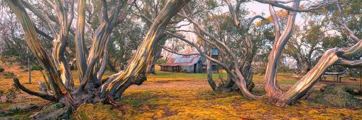 Used for many years as a shelter from the unpredictable alpine weather, Wallace Hut has stood since 1889 amongst the magnificent snow gums.