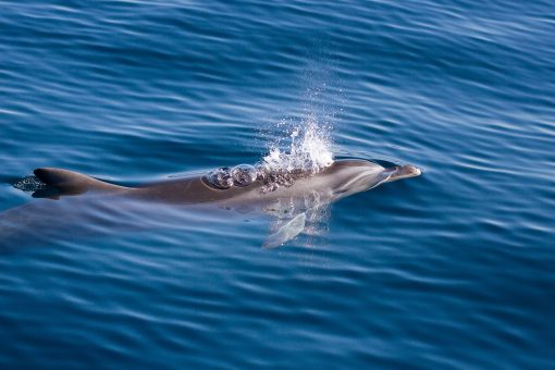 Dolphin breach  - Gold Coast
