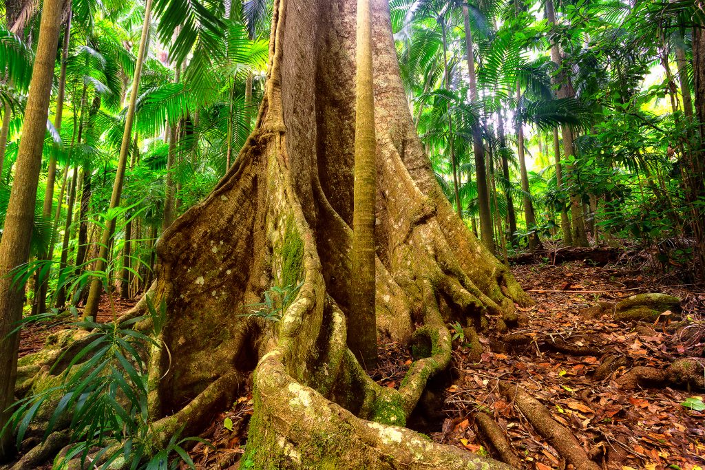 Old Fig tree  - Mt Tamborine, QLD