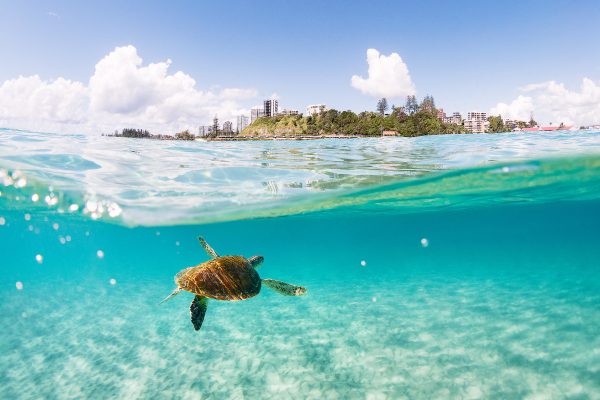 A turtle swimming in the clear waters off Kirra, Gold Coast.