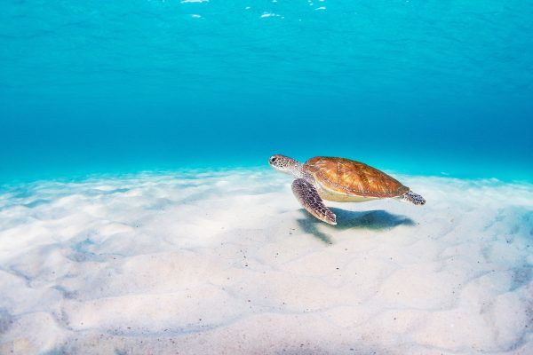 Turtle gliding in the clear waters of the Gold Coast - Kirra