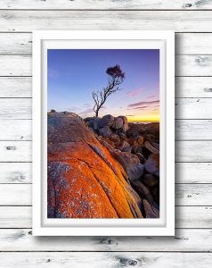 Sunset at the famous tree in Binalong Bay, Tasmania.