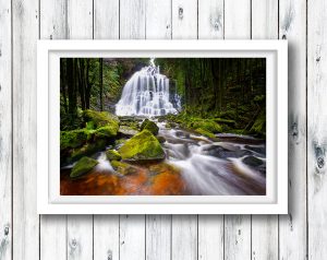 The lush Tarkine in Tasmania’s NW.