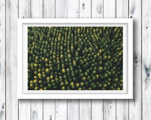 The Beerburrum pine forest from above, Sunshine Coast, QLD