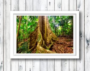 Old Fig tree  - Mt Tamborine, QLD