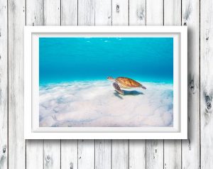 Turtle gliding in the clear waters of the Gold Coast - Kirra