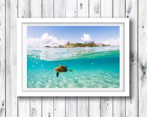 A turtle swimming in the clear waters off Kirra, Gold Coast.