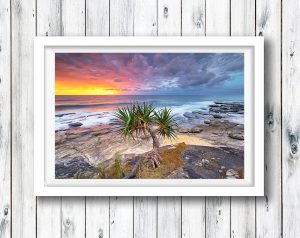 Pandanus Palms at sunrise -  Point Cartwright, Sunshine Coast.