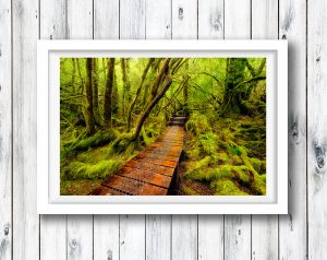 The green and lush Creepy Crawley Walk, Tasmania.