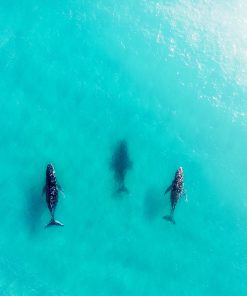 Whales cruising in the shallows of the Gold Coast.