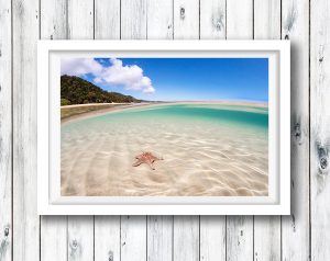 Split shot of a starfish in the waters of Tangalooma, Moreton Island. QLD.