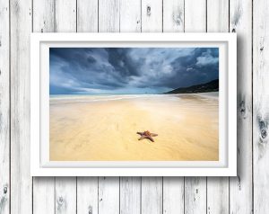 Starfish on the beach at Tangalooma, Moreton Island. QLD.