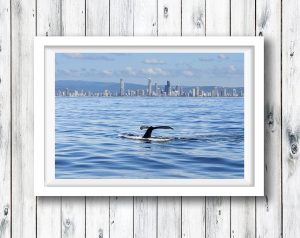 Humpback Whale tail slapping - Gold Coast, QLD.