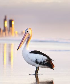 Pelican on the beach at Miami, Gold Coast.