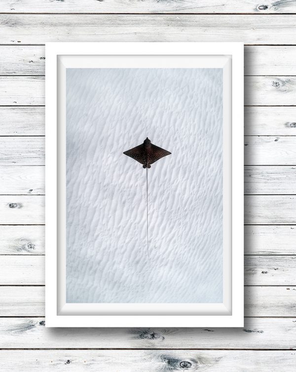 Eagle Ray